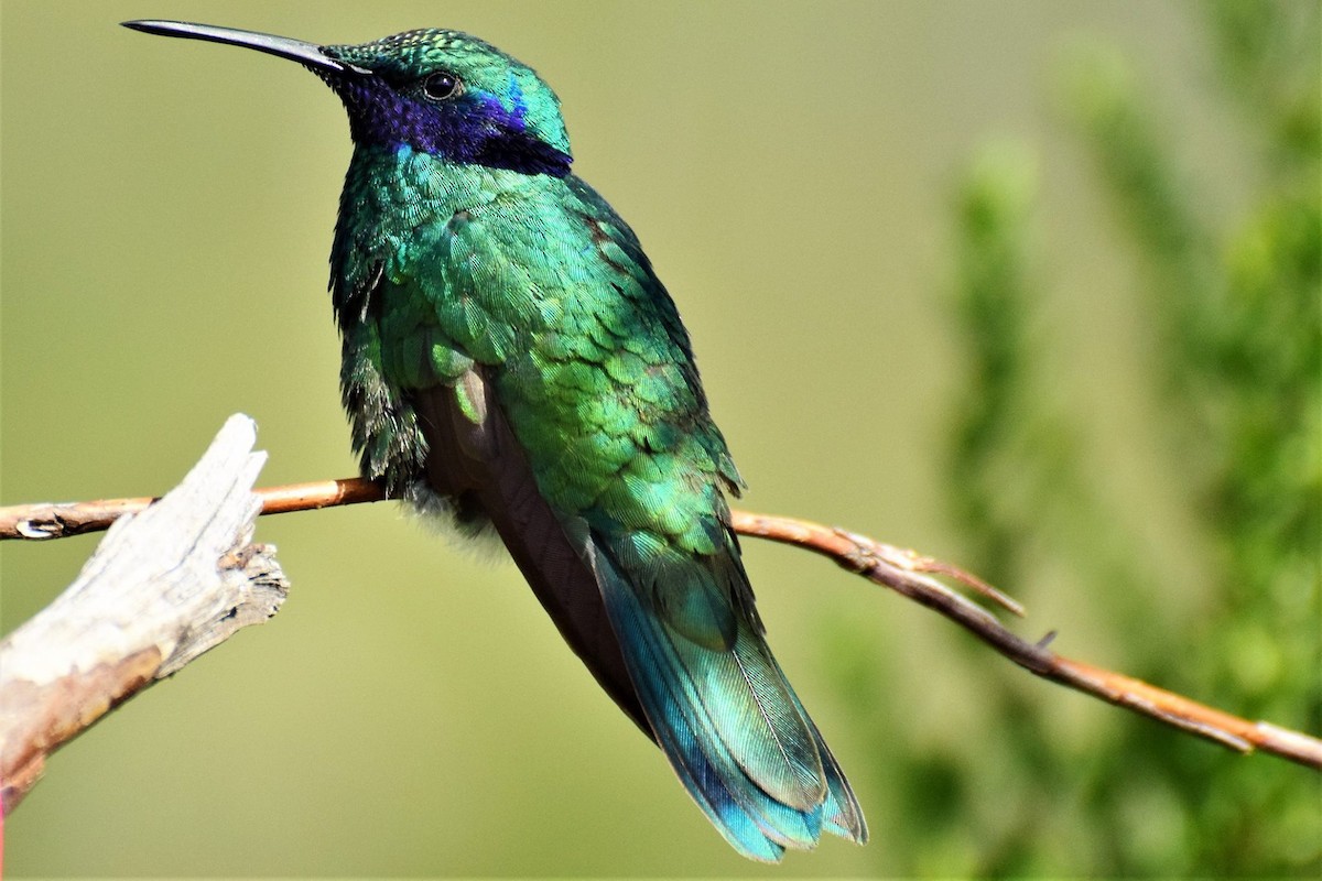 kolibřík modrolící - ML88187281