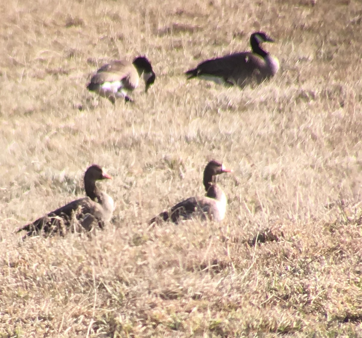 Greater White-fronted Goose - ML88187751