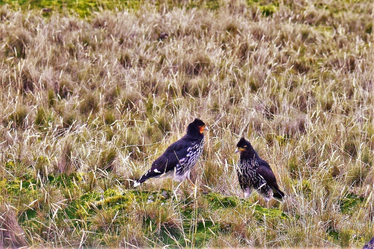 Carunculated Caracara - Beth Mangia