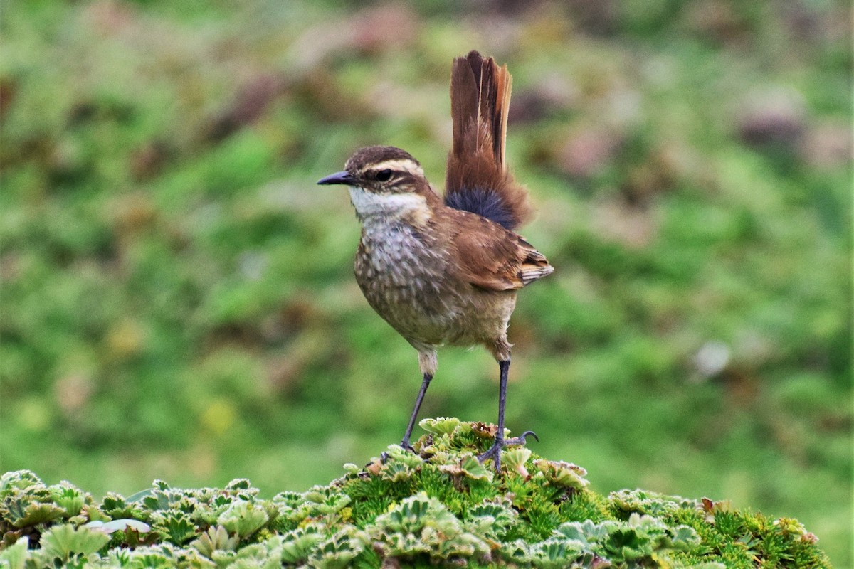 Chestnut-winged Cinclodes - Beth Mangia