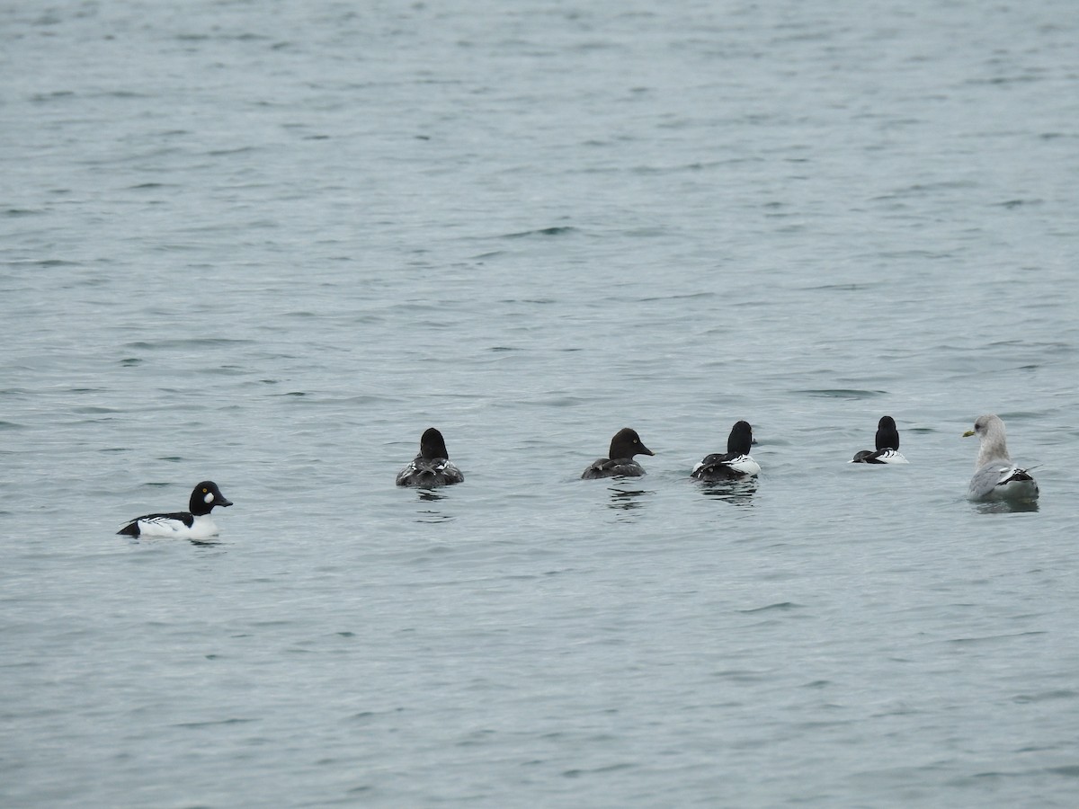 Common Goldeneye - ML88190511