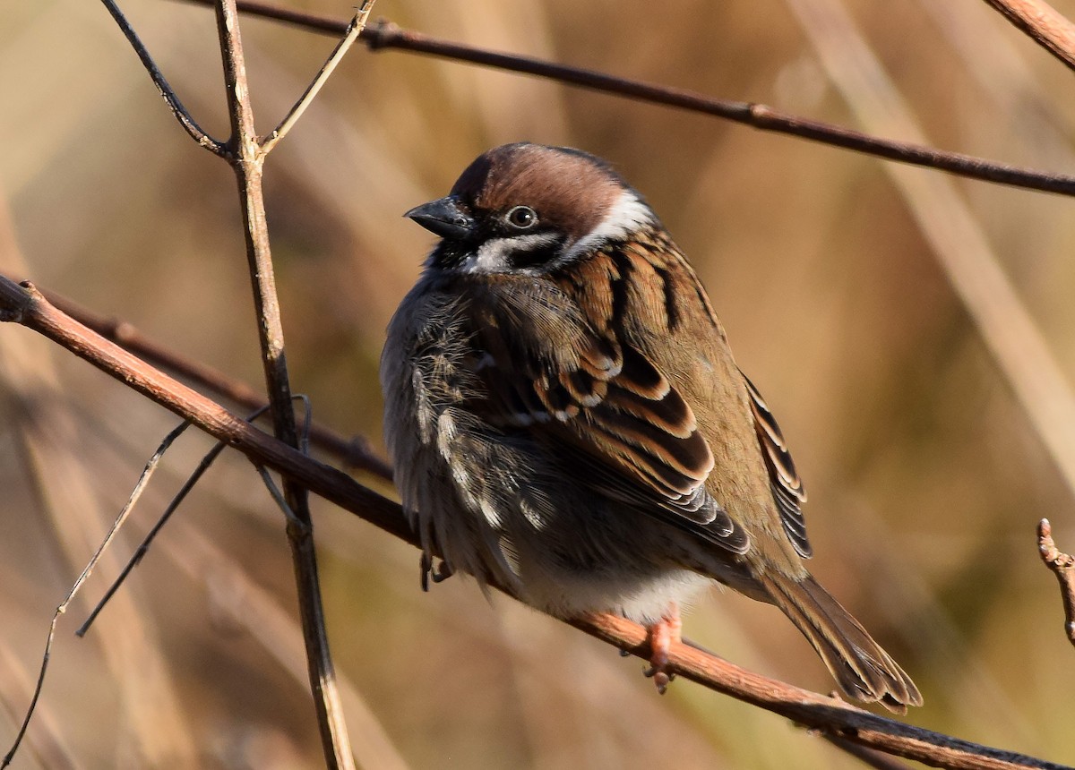 Eurasian Tree Sparrow - ML88191491