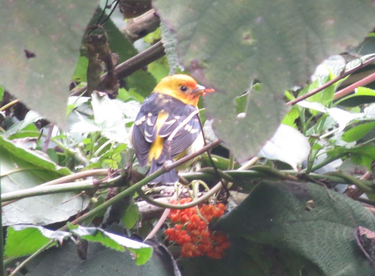 Western Tanager - ML88191901