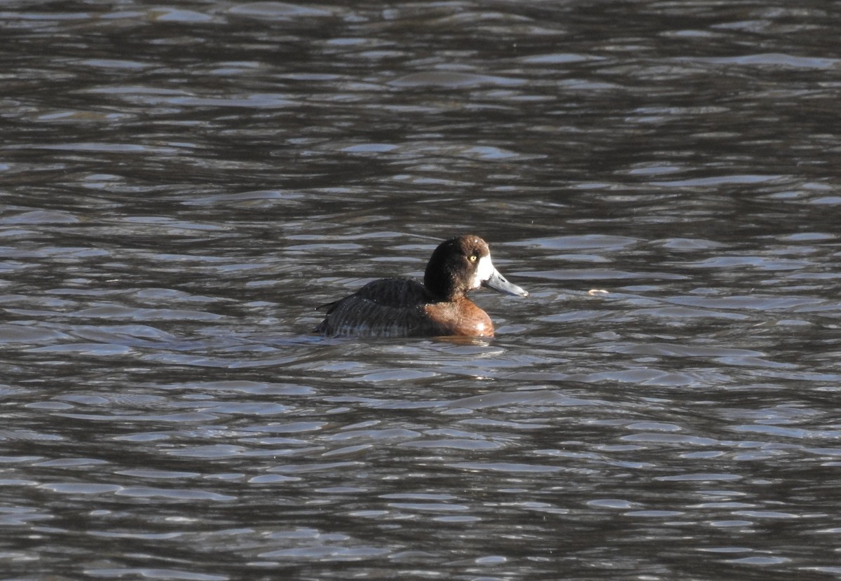 Greater Scaup - ML88191911