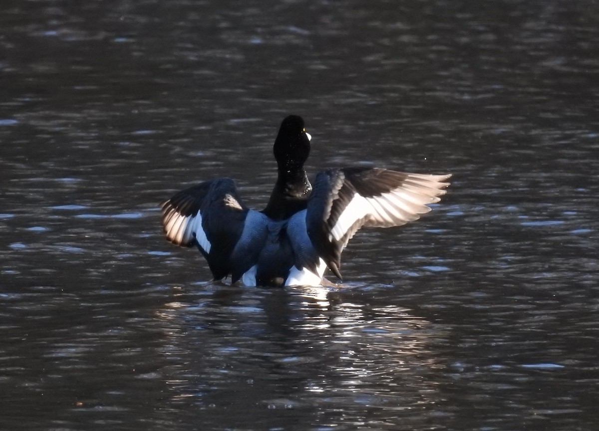 Greater Scaup - ML88191921