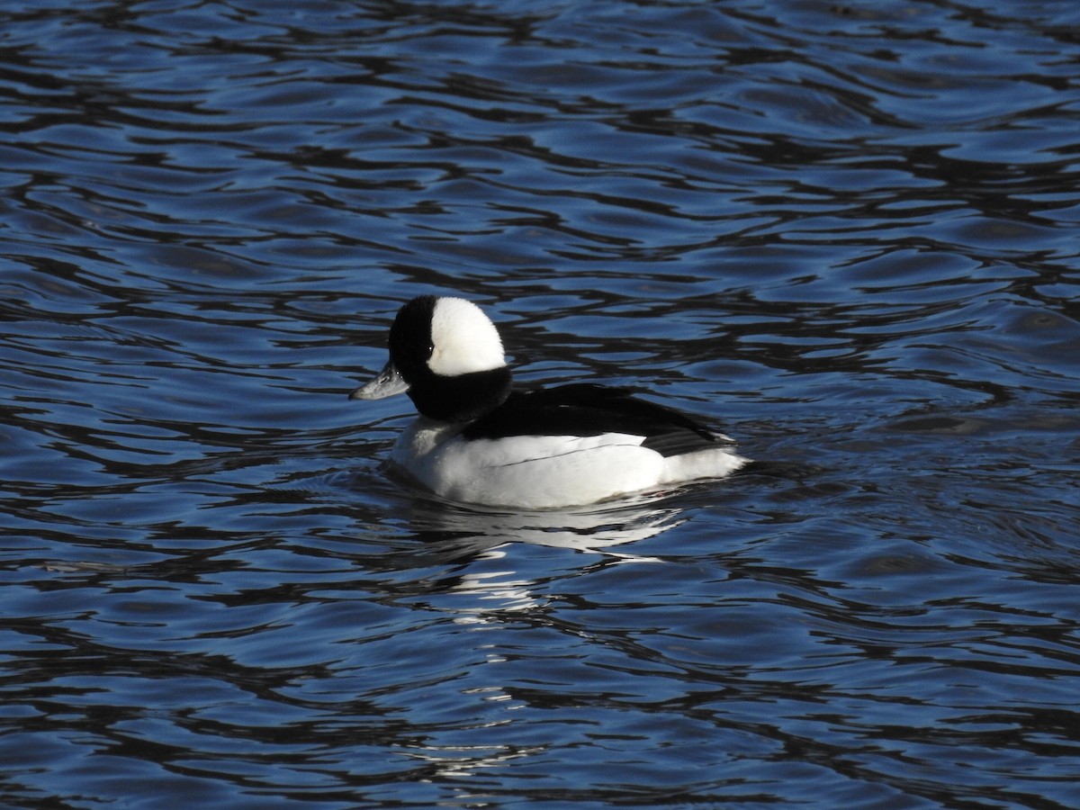 Bufflehead - ML88191941