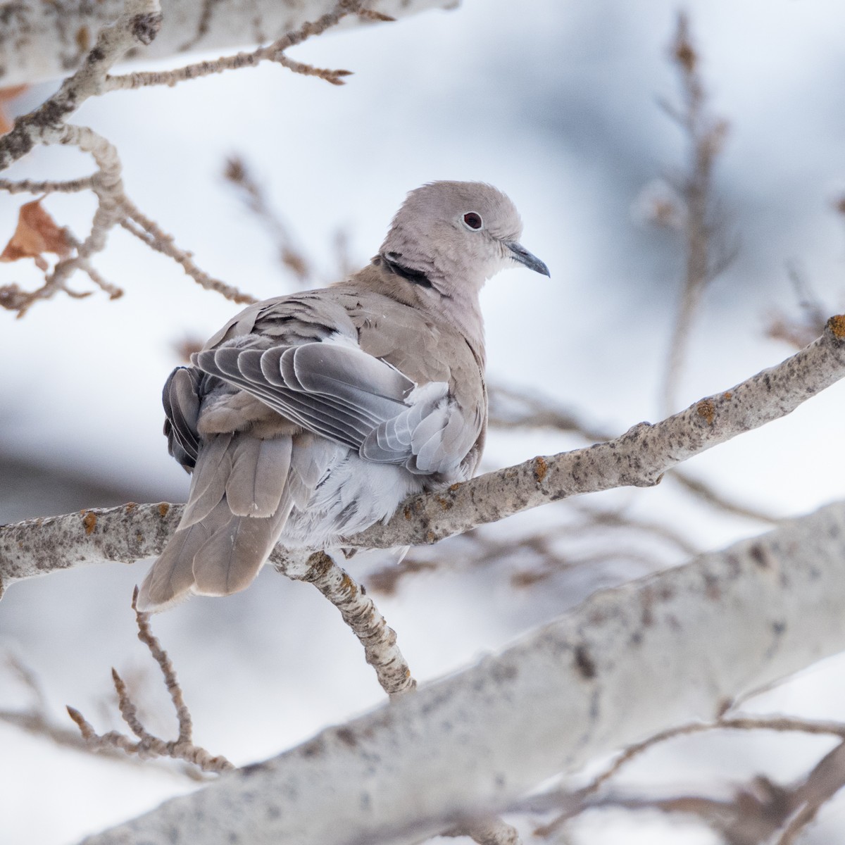 Eurasian Collared-Dove - ML88192671