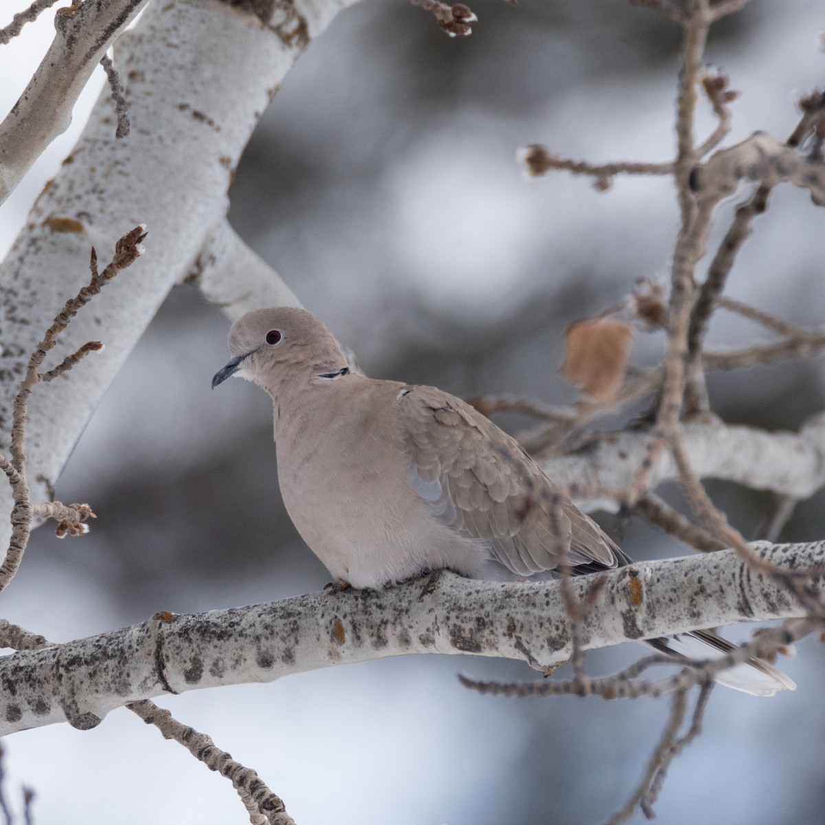 Eurasian Collared-Dove - Lyle Grisedale