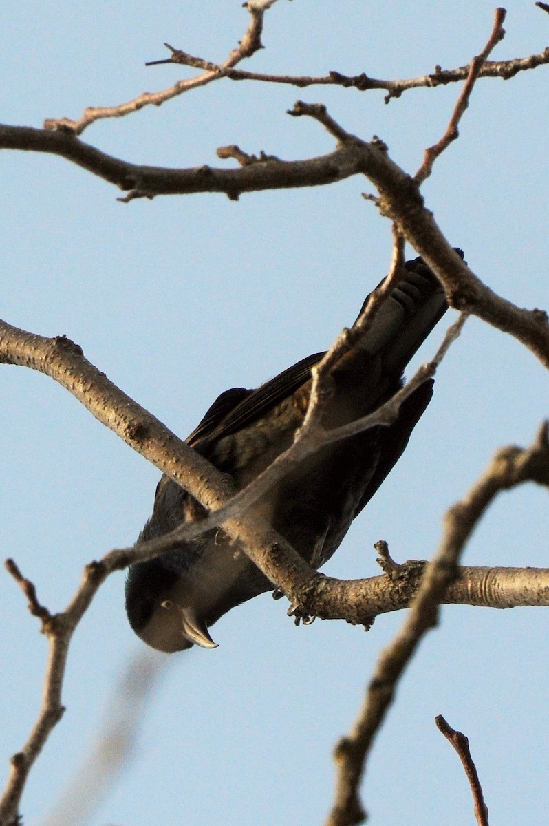 Rusty Blackbird - ML88192691