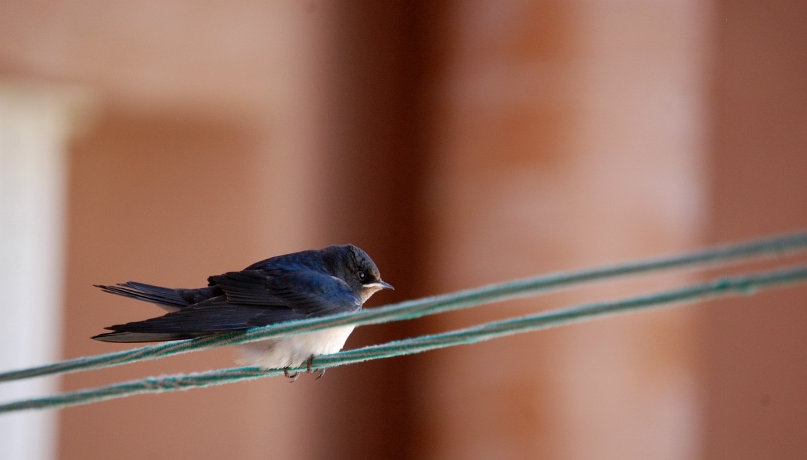 Barn Swallow - ML88196121