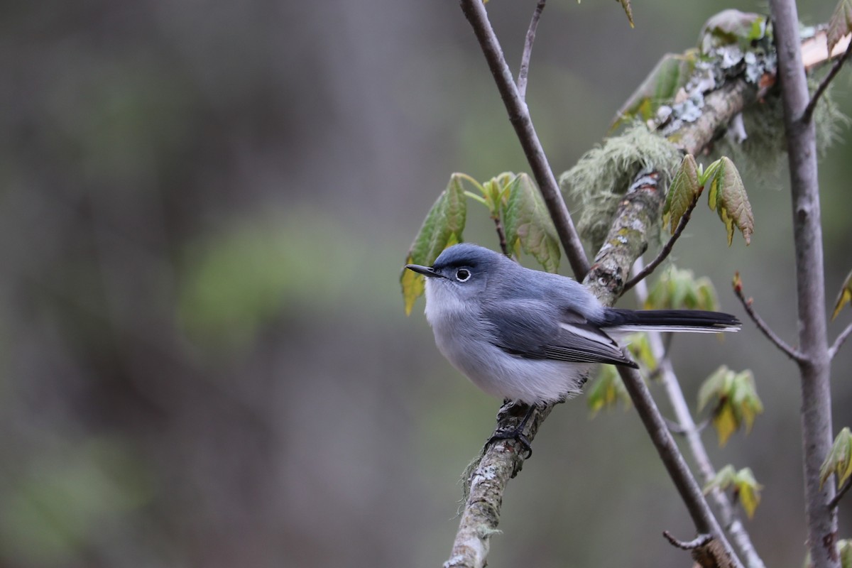 Blue-gray Gnatcatcher - ML88197671