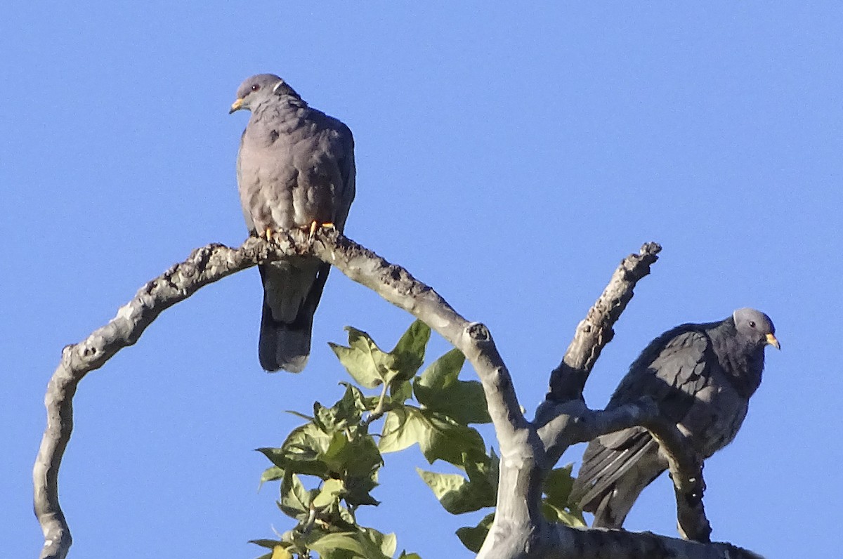 Band-tailed Pigeon - ML88199341