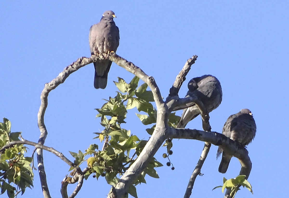 Band-tailed Pigeon - ML88199351