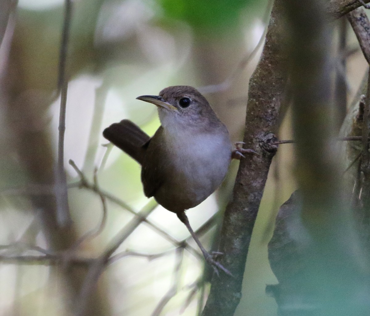 House Wren (Cozumel I.) - Tom Benson