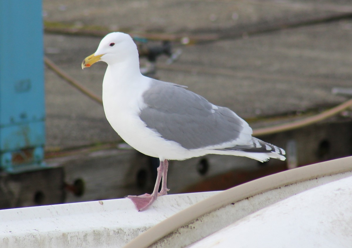 Western x Glaucous-winged Gull (hybrid) - ML88200231