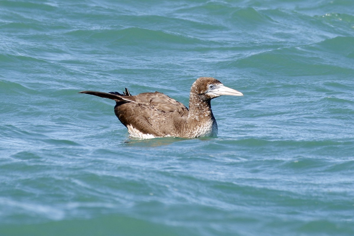 Northern Gannet - David McQuade