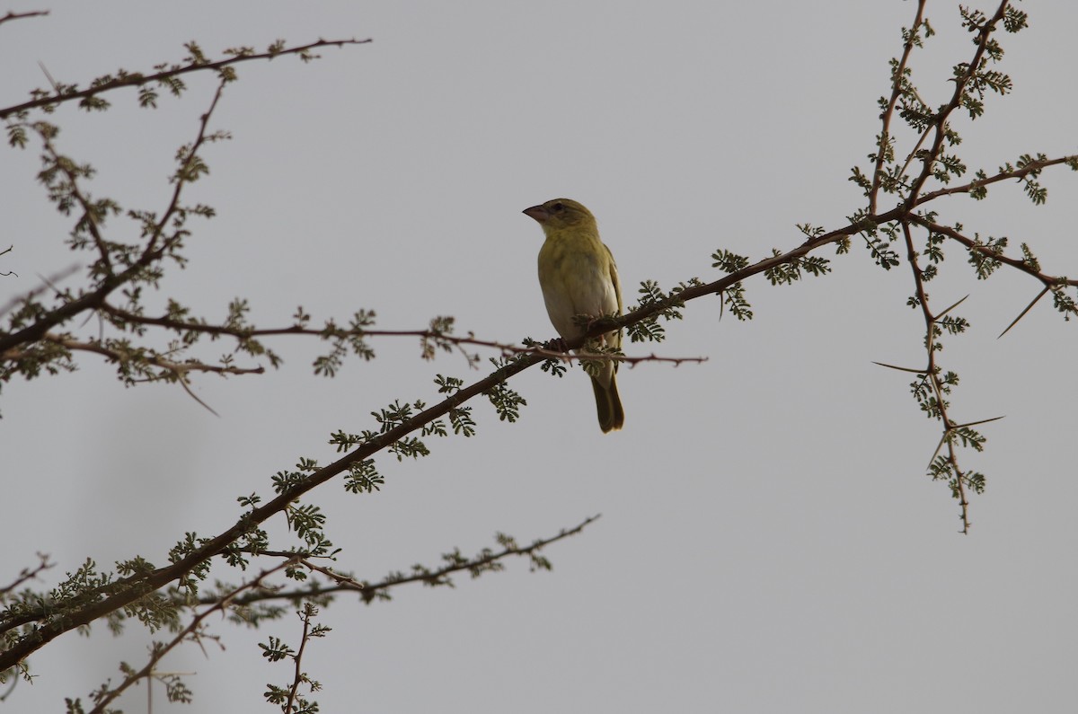 Rüppell's Weaver - ML88202951