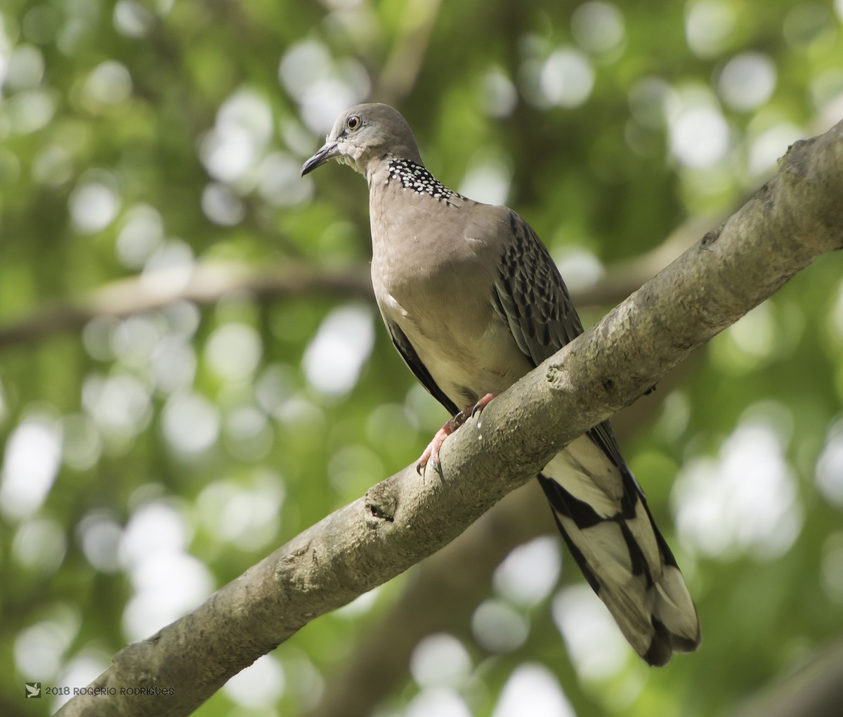Spotted Dove - Rogério Rodrigues