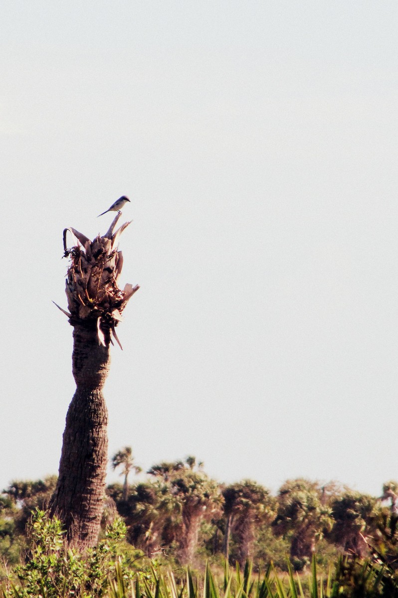 Loggerhead Shrike - ML88204151