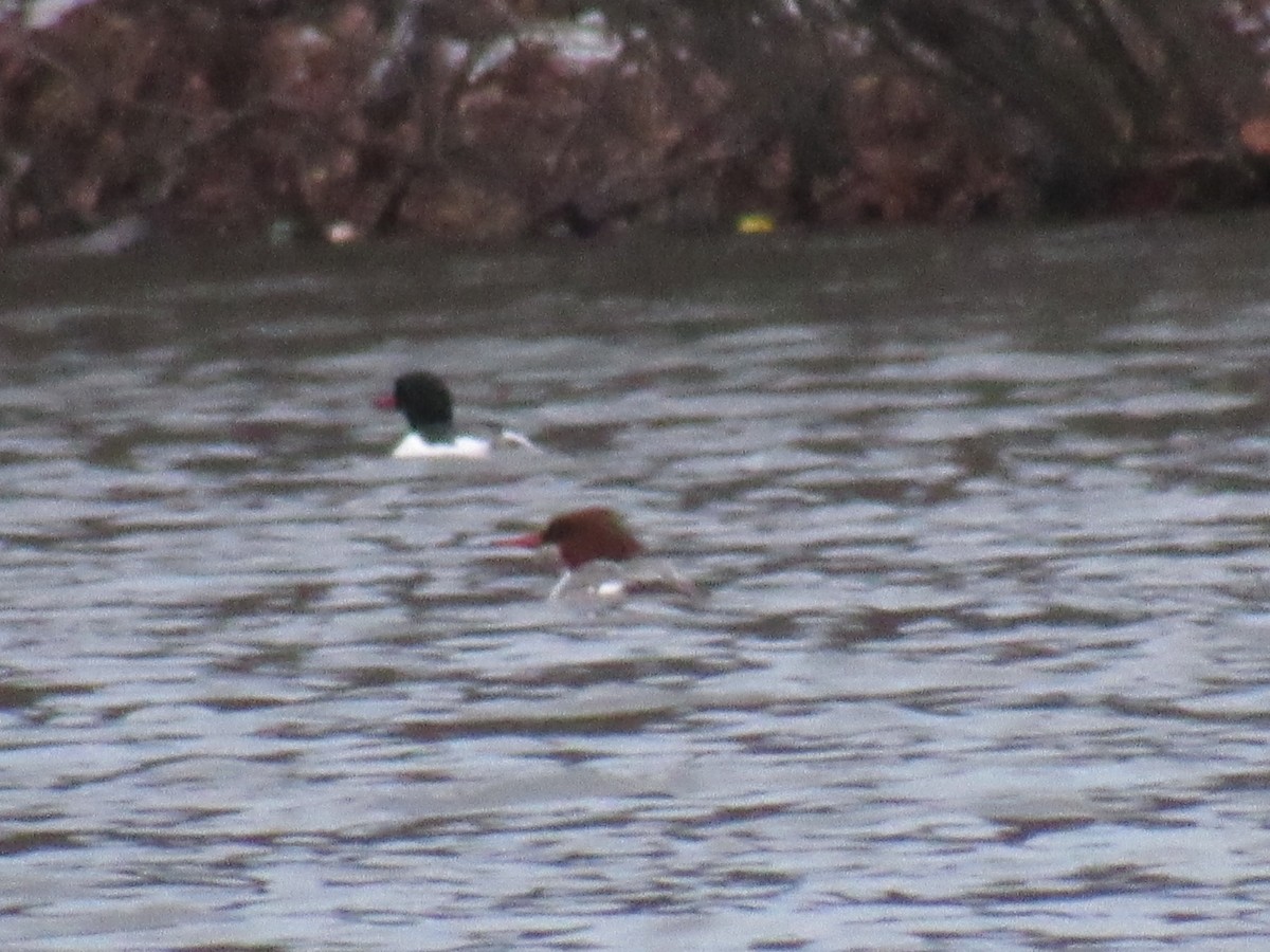 Common Merganser - ML88205951