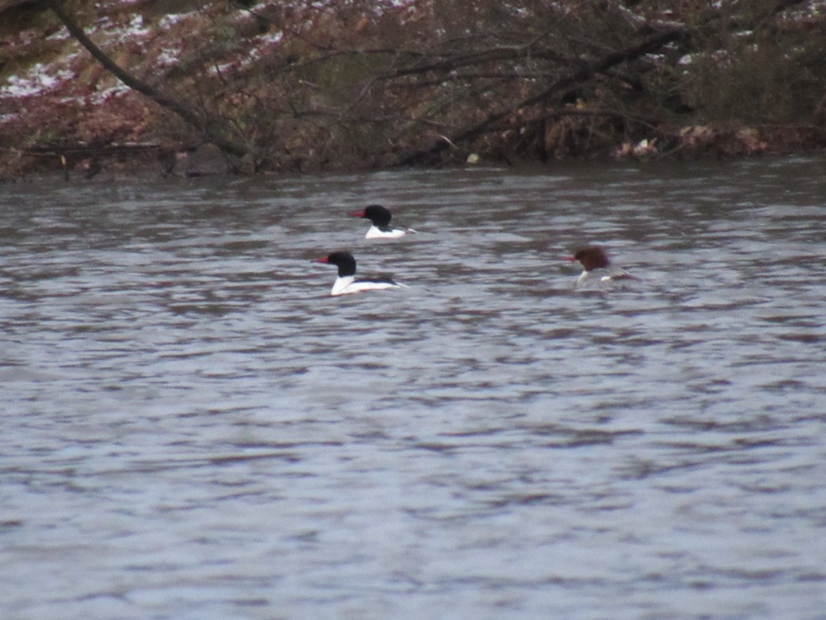 Common Merganser - ML88205971