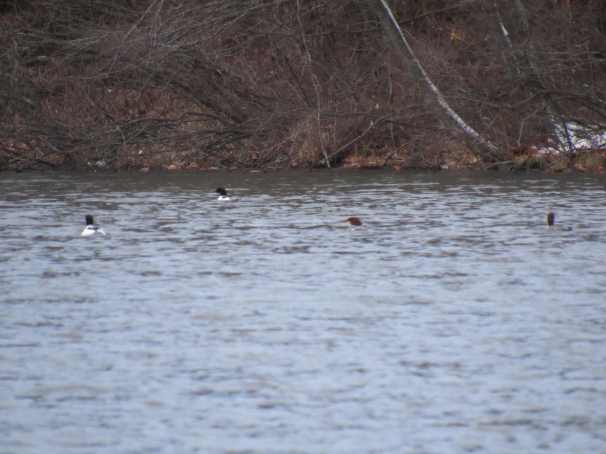 Common Merganser - ML88206001