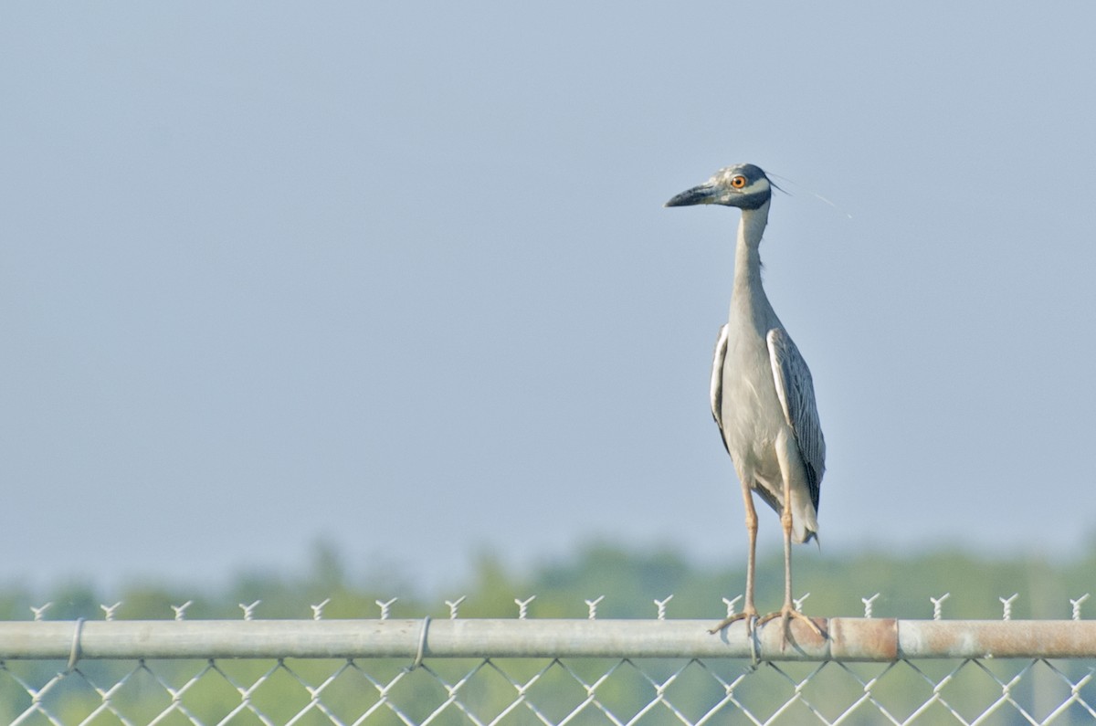 Yellow-crowned Night Heron - ML88206851