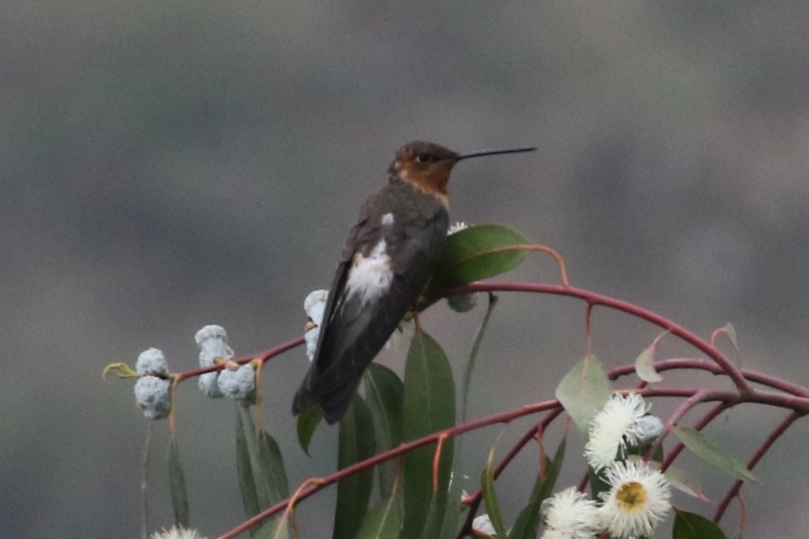 Giant Hummingbird - Lisa Carol Wolf