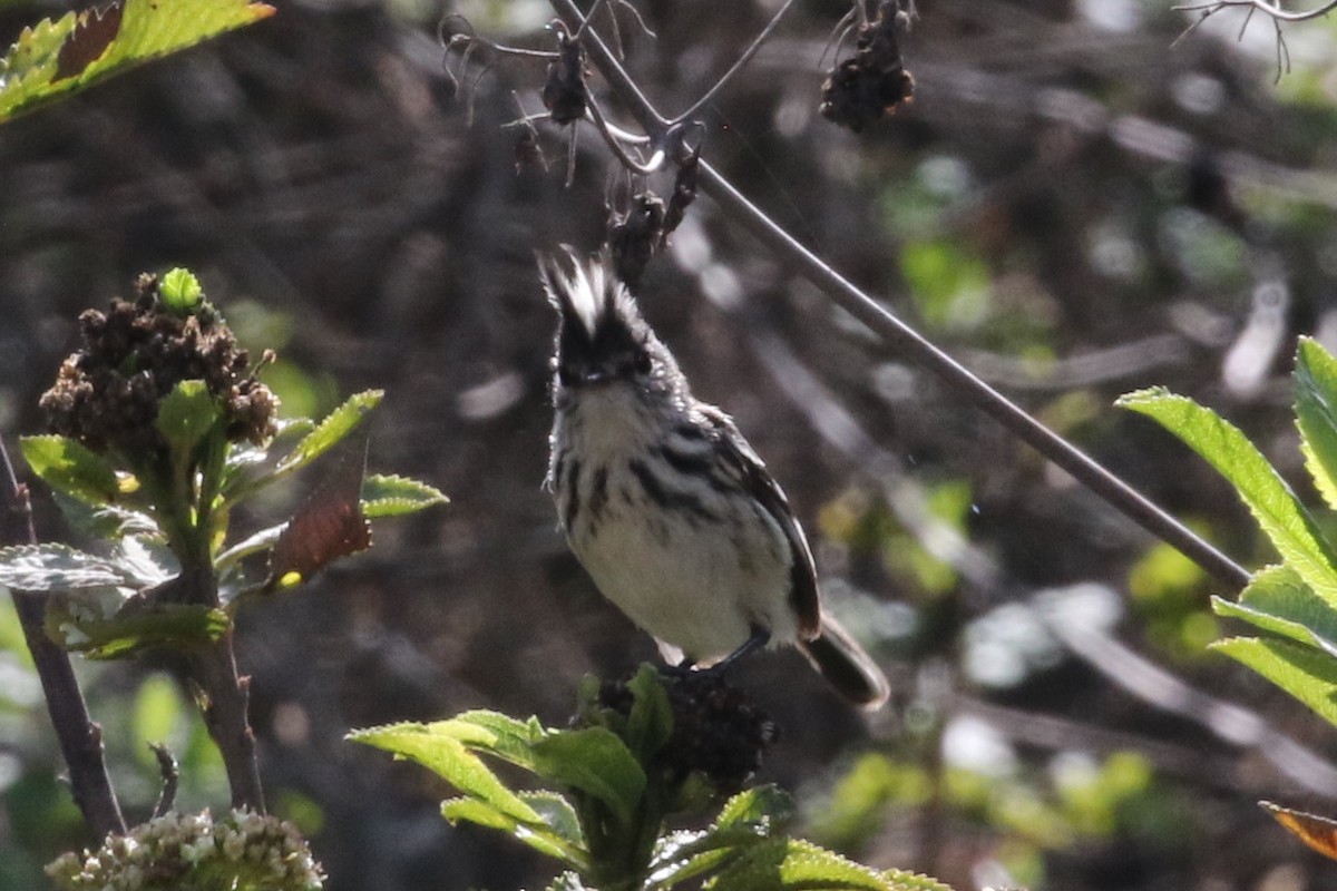 Pied-crested Tit-Tyrant - Lisa Carol Wolf