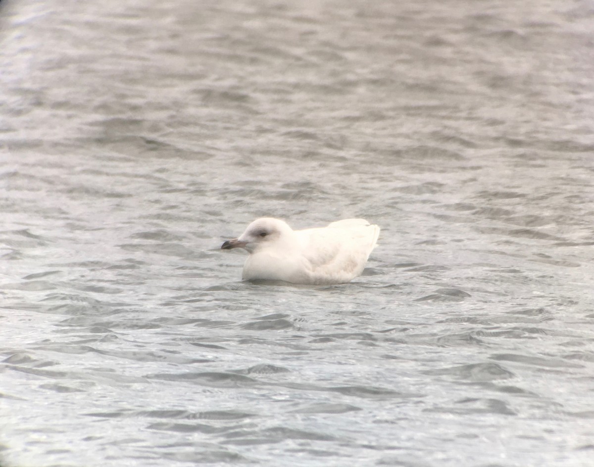 Iceland Gull (kumlieni) - Alex Lin-Moore