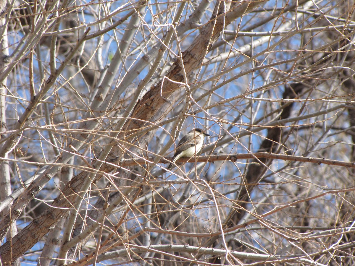 Eastern Phoebe - ML88209651