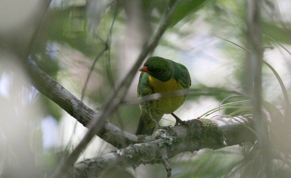 Golden-breasted Fruiteater - ML88210371