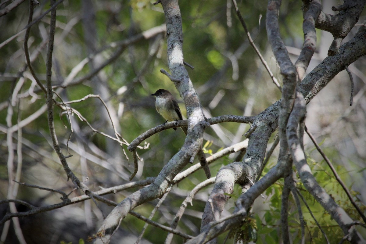 Eastern Phoebe - Anne Ruben