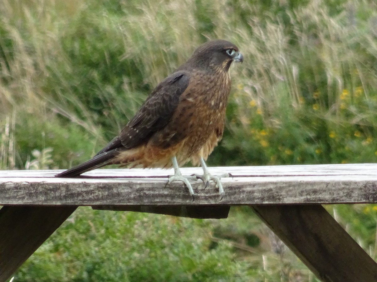 New Zealand Falcon - ML88213951