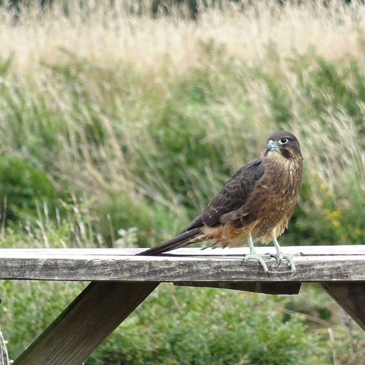 New Zealand Falcon - Eve Wills