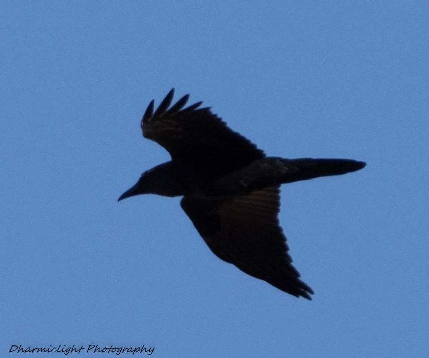 Common Raven - ML88216611