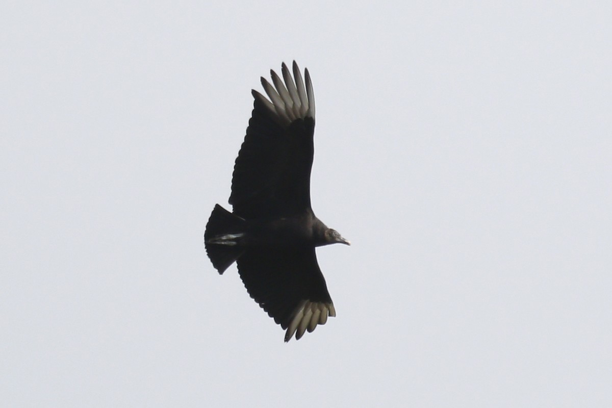 Black Vulture - ML88216621