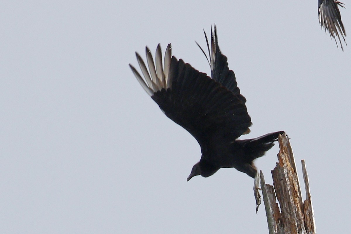 Black Vulture - ML88216651