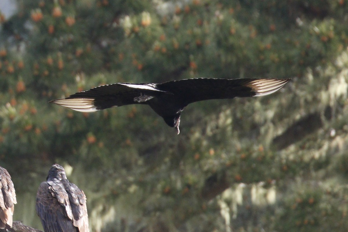 Black Vulture - ML88216661
