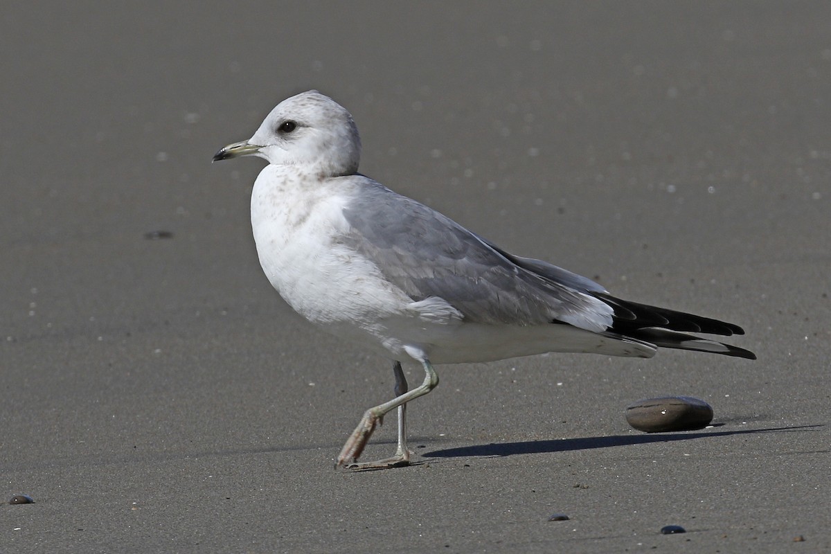 Short-billed Gull - ML88216851