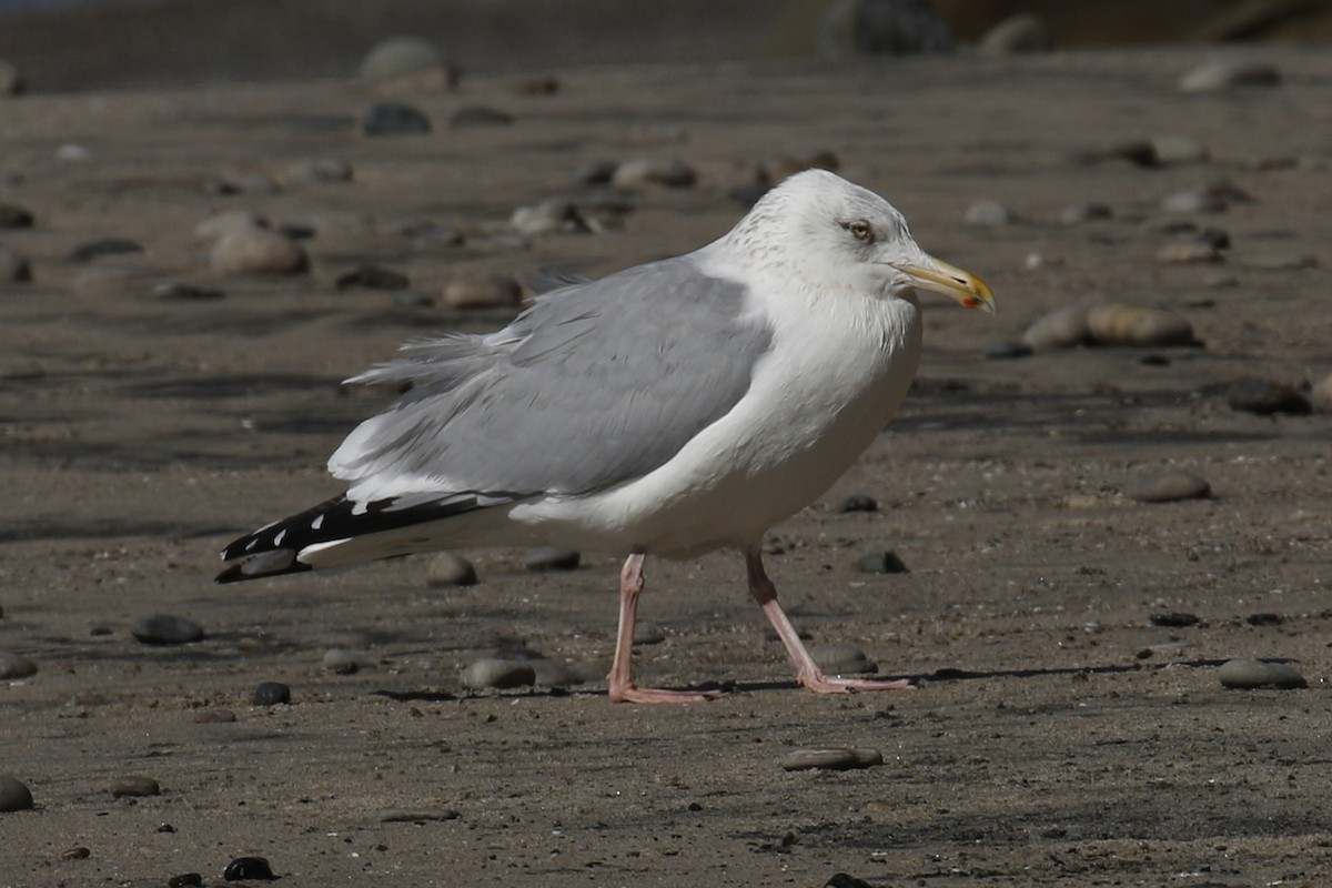 Herring Gull - ML88216891