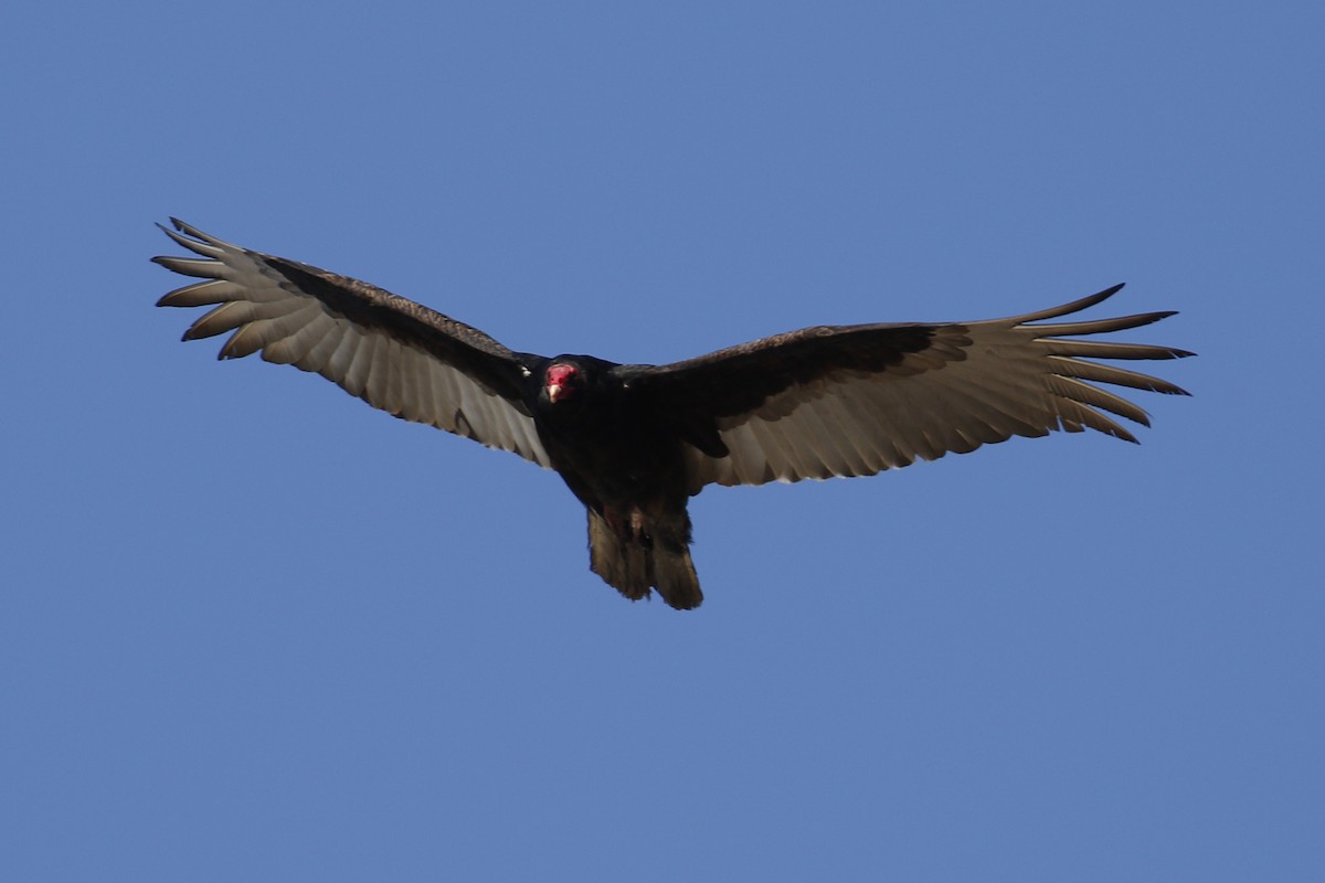 Turkey Vulture - ML88217221