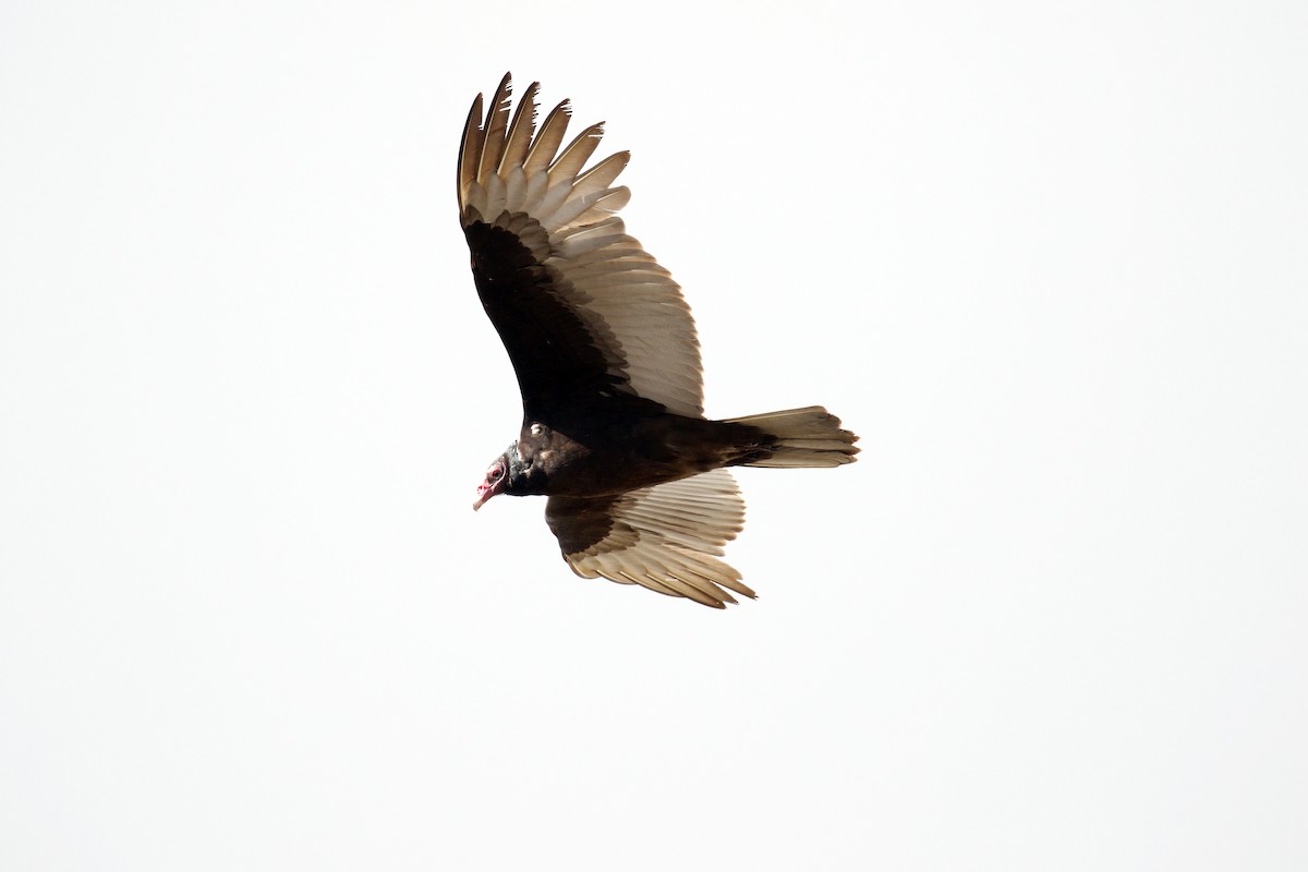 Turkey Vulture - Donna Pomeroy