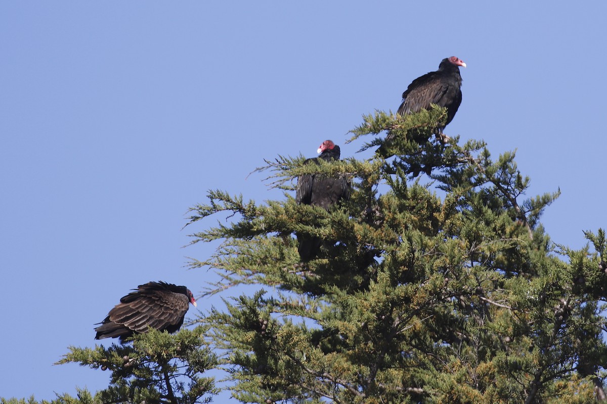 Urubu à tête rouge - ML88217241