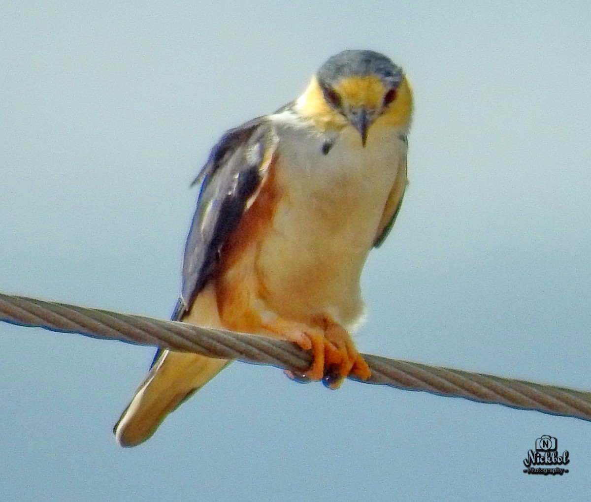 Pearl Kite - Nick Bolanos