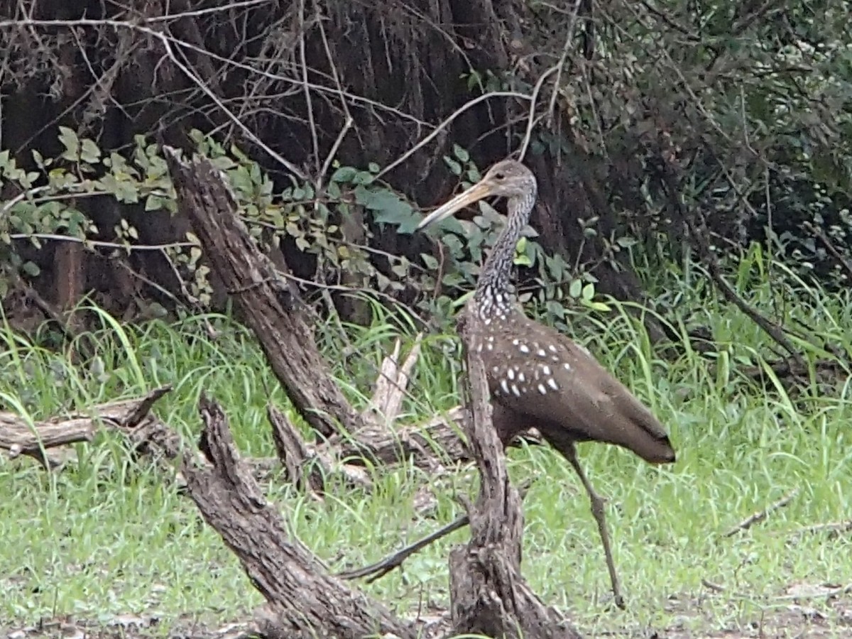 Limpkin - Elizabeth Anderegg