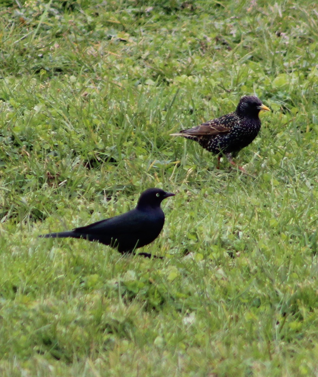 Brewer's Blackbird - Scott Saunders