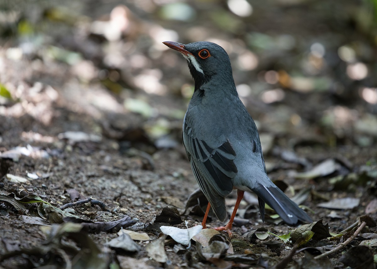 Red-legged Thrush - ML88224251