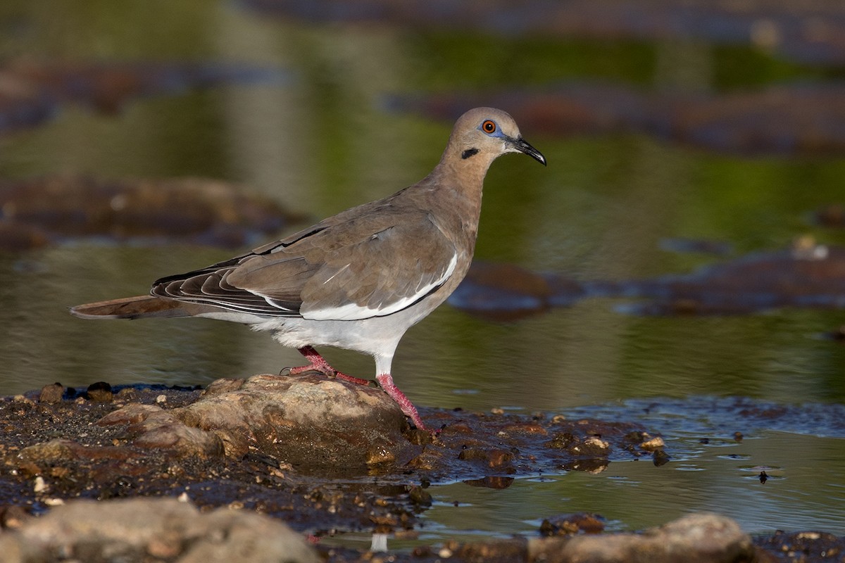 White-winged Dove - ML88224741