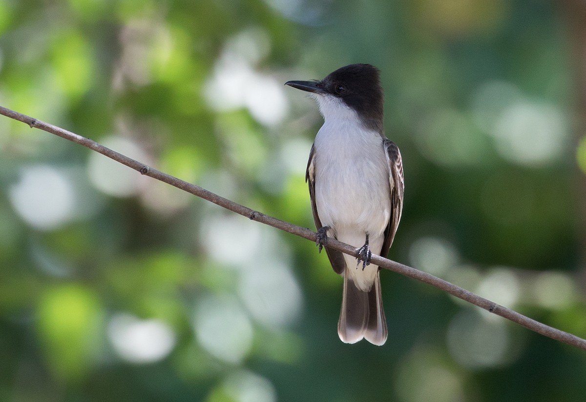 Loggerhead Kingbird - Suzanne Labbé